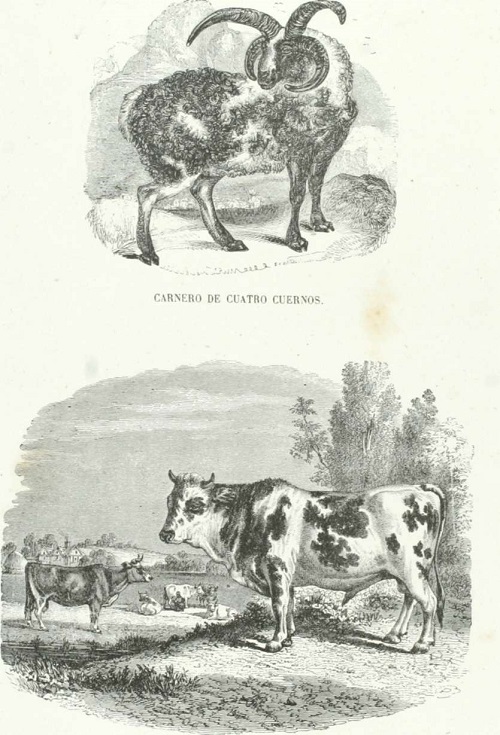Mamíferos. Rumiantes. Toro y Vaca