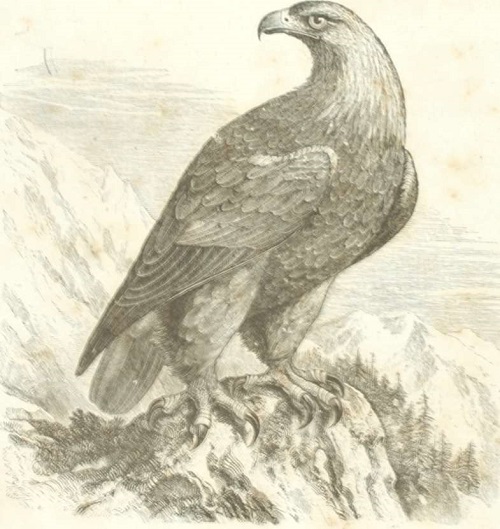 Aves. Aguila. Rapaces.