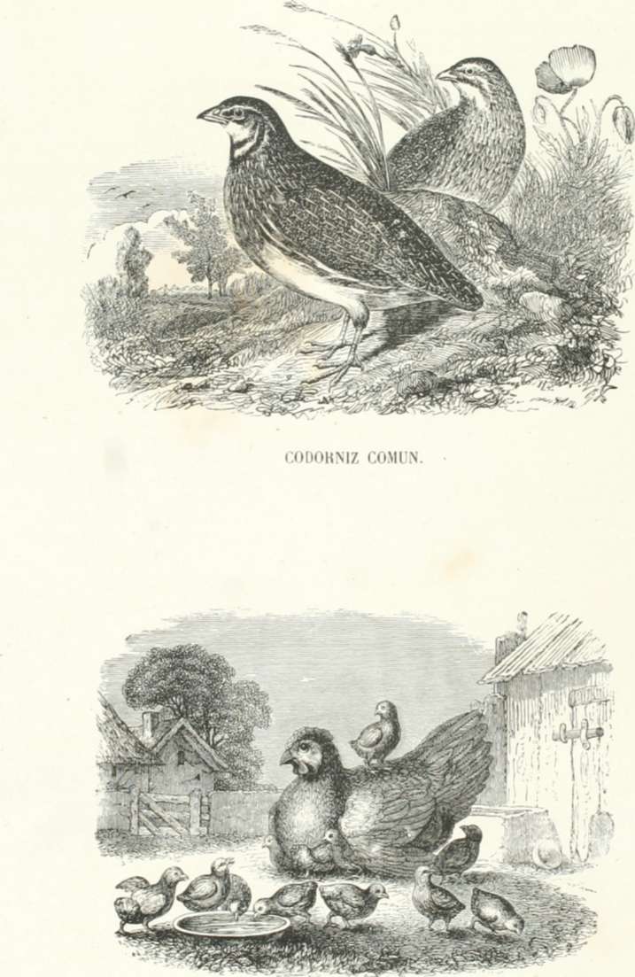 Zoología. Aves. Lámina CLVI. Tomo 3. Los Tres Reinos de la Naturaleza. Gallina y pollos.