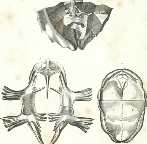 Zoología. Reptiles Lamina CLXXXVL. 3