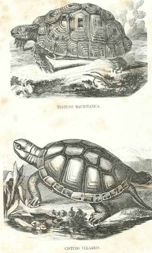 Lámina CLXX. Testudo mauritana. reptiles. Zoología.