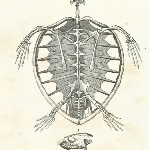 Tortugas. Reptiles.