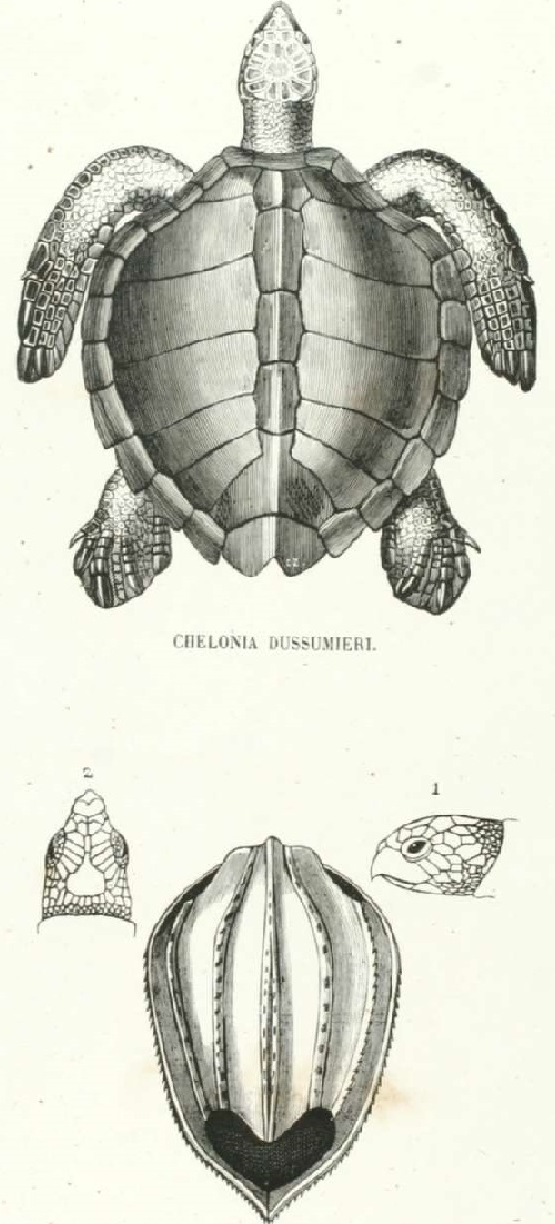 Reptiles. ESTERNON DEL SPHARGIS CORIÁCEA. 1 CABEZA DE CHELONIA DUSSUMIERI VISTA DE PERFIL. CABEZA DE UN INDIVIDUO JOVEN DEL SPHARGIS CORIÁCEA.