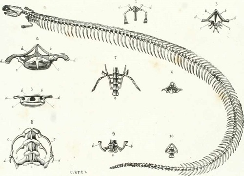 1. Chirotes