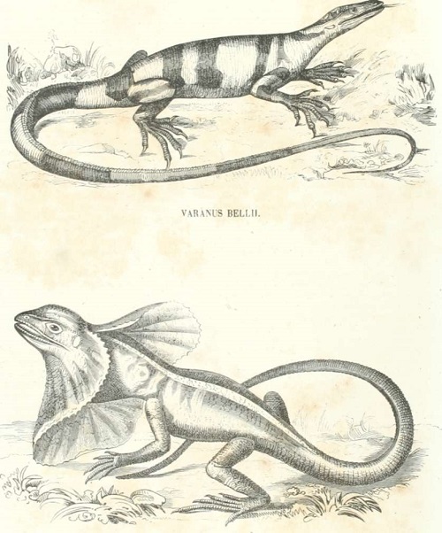 Zoologia. Reptiles Lamina CCXXV. CHIAMYDOSAURUS RINGII.