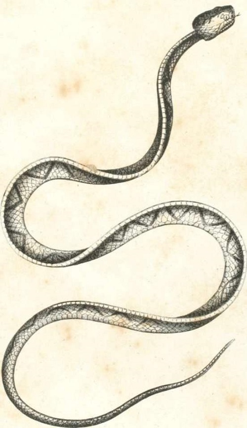 Zoolog&iacute;a. Reptiles. L&aacute;mina CCXL. Tomo 4. Los Tres Reinos de la Naturaleza.