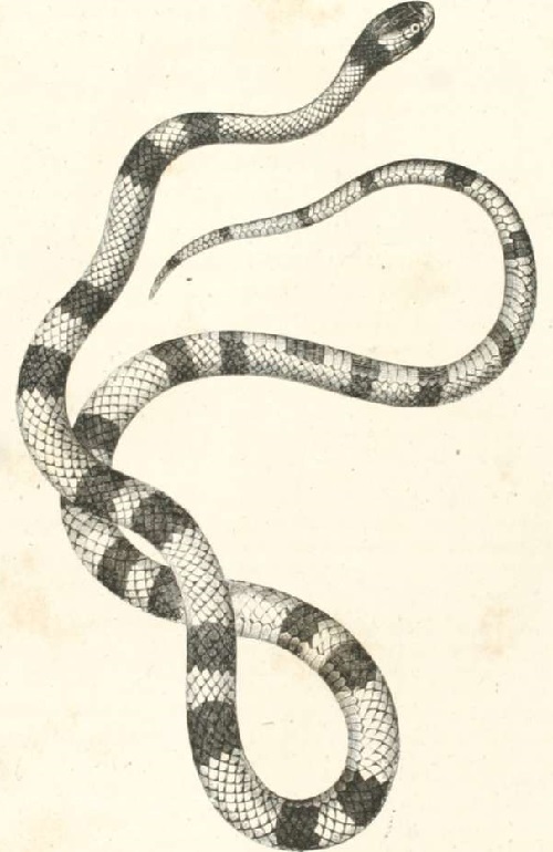 Zoolog&iacute;a. Reptiles. L&aacute;mina CCXLIV. Tomo 4. Los Tres Reinos de la Naturaleza.