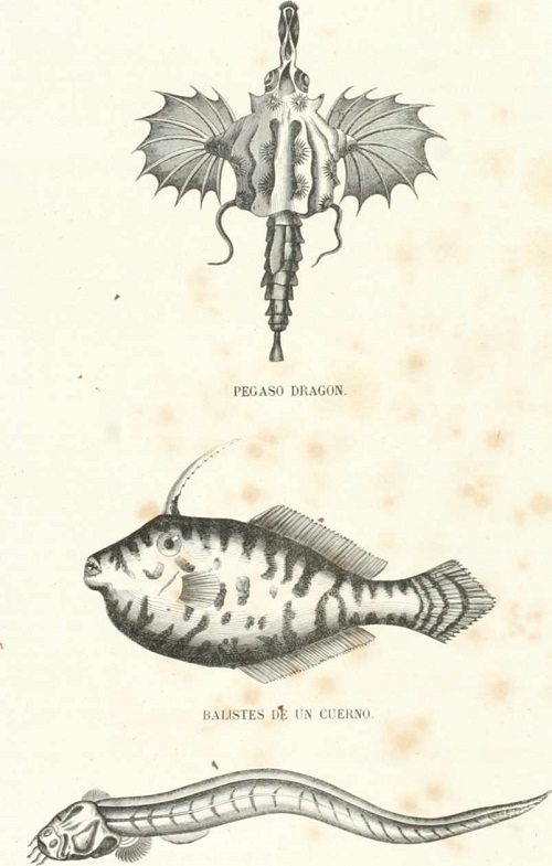 Zoología. Peces. Los Tres Reinos de la Naturaleza. Tomo 5. Lámina XXII. Teniodes de Hermann