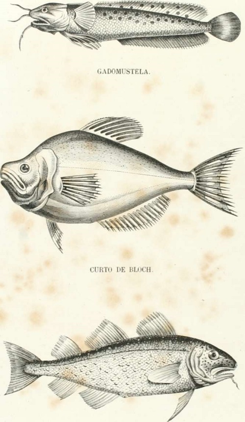 Zoología. Peces. Los Tres Reinos de la Naturaleza. Tomo 5. Lámina XXIII. Abadejo.