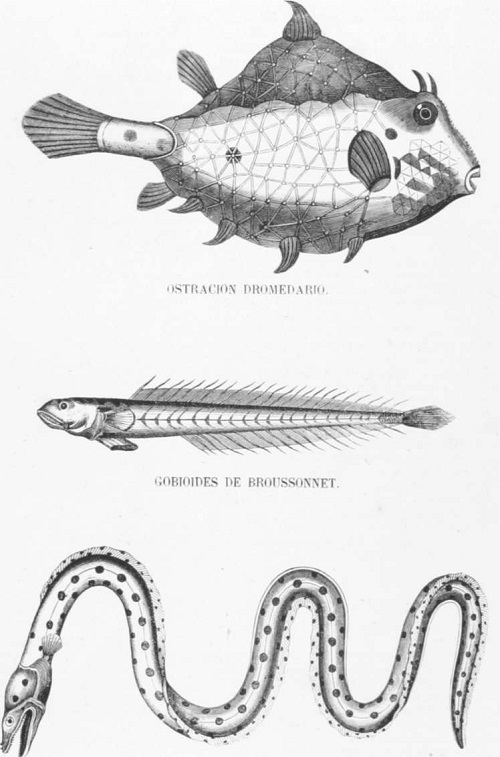 Zoología. Peces. Los Tres Reinos de la Naturaleza. Tomo 5. Lámina XXVII. Ofisuro ofis
