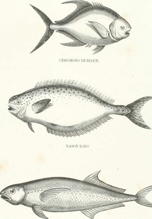 Zoología. Peces. Los Tres Reinos de la Naturaleza. Tomo 5. Lámina XXIX. Caranx umoro de plumier