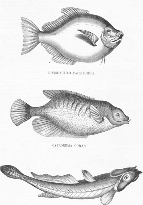 Zoología. Peces. Los Tres Reinos de la Naturaleza. Tomo 5. Lámina XXX. Bostrico chino.