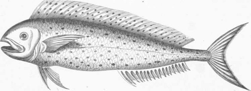 Zoología. Peces. Los Tres Reinos de la Naturaleza. Tomo 5. Lámina XXXI. Corifena Crimuro. 1
