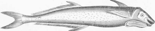 Zoología. Peces. Los Tres Reinos de la Naturaleza. Tomo 5. Lámina XXXI. Remora. 2