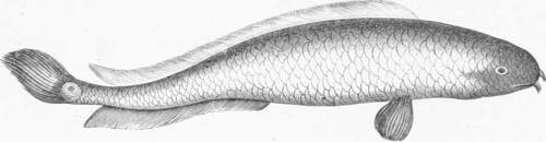 Zoología. Peces. Los Tres Reinos de la Naturaleza. Tomo 5. Lámina XXXI. 3 Bostrico vadado