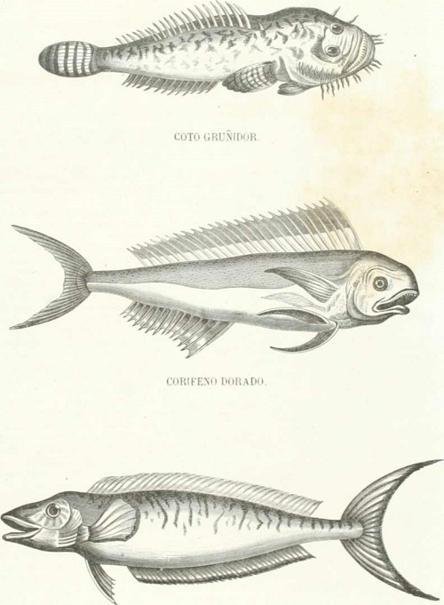 Zoologíaa. Peces. Los Tres Reinos de la Naturaleza. Tomo 5. Lámina XXXII. Corifeno crisuro