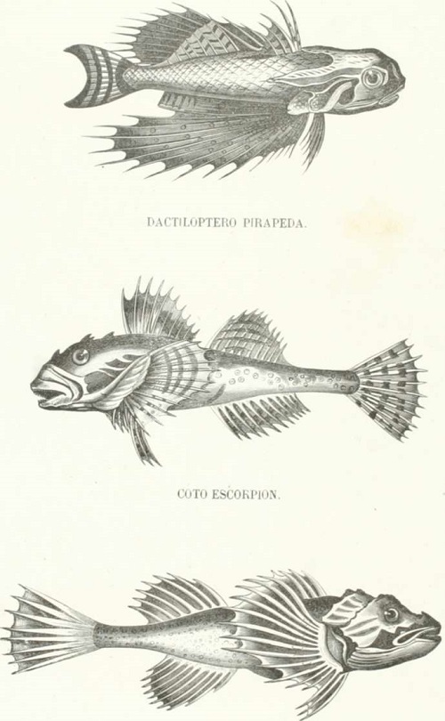 Zoología. Peces. Los Tres Reinos de la Naturaleza. Tomo 5. Lámina XXXIII. Coto de Cuatro Cuernos
