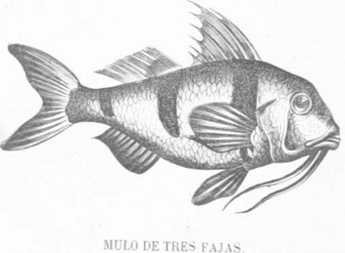 Zoología. Peces. Los Tres Reinos de la Naturaleza. Tomo 5. Lámina XXXV. 2 