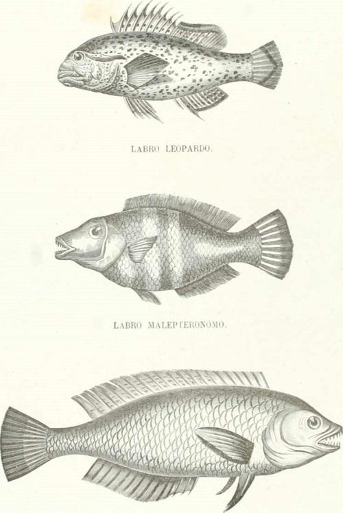 Zoología. Peces. Los Tres Reinos de la Naturaleza. Tomo 5. Lámina XXXVII.