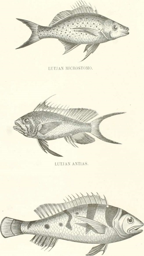 Zoología. Peces. Los Tres Reinos de la Naturaleza. Tomo 5. Lámina XI. Lutjan manchado.
