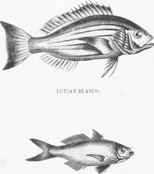 Zoolog&iacute;a. Peces. Los Tres Reinos de la Naturaleza. Tomo 5. L&aacute;mina XLV. 1