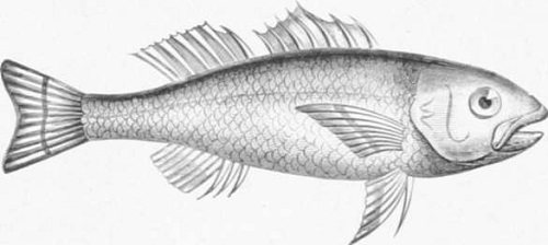 Zoolog&iacute;a. Peces. Los Tres Reinos de la Naturaleza. Tomo 5. L&aacute;mina XLV. 2 Persegua de Acantil
