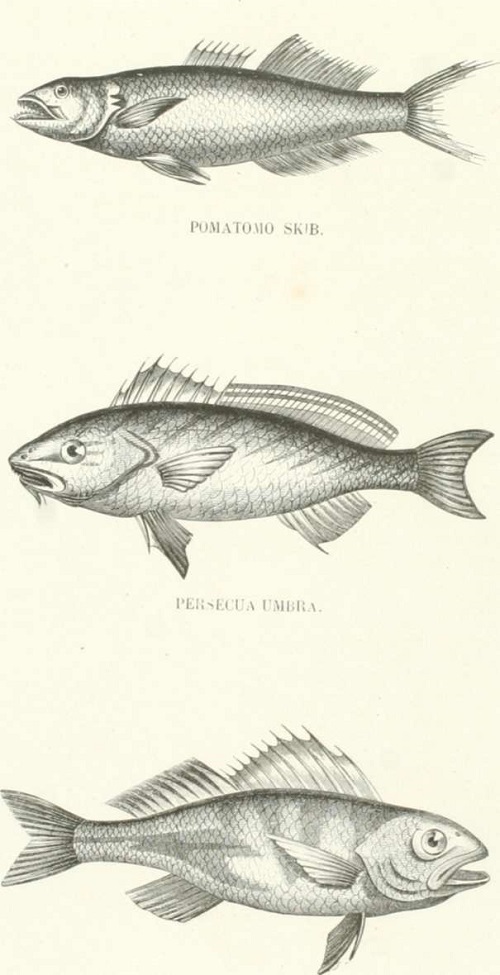 Zoolog&iacute;a. Peces. Los Tres Reinos de la Naturaleza. Tomo 5. L&aacute;mina XXVI.
