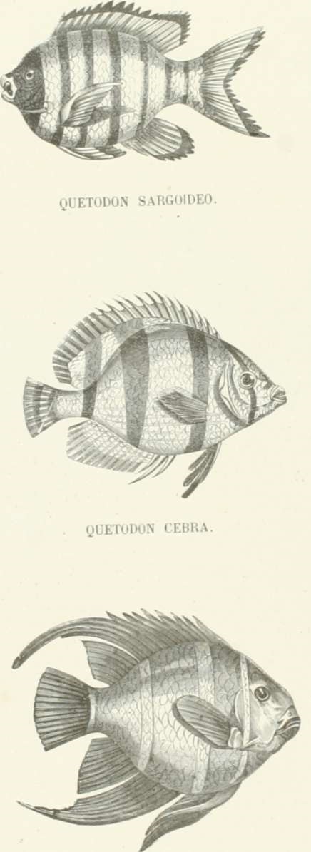 Zoolog&iacute;a. Peces. Los Tres Reinos de la Naturaleza. Tomo 5. L&aacute;mina XLIX. Quetodon Murcielago