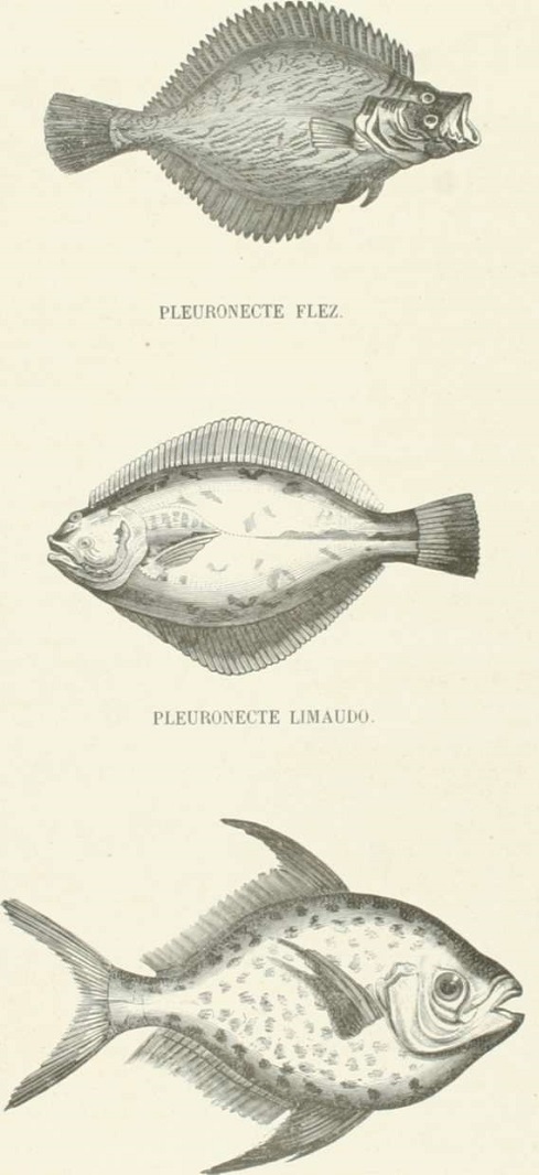 Zoolog&iacute;a. Peces. Los Tres Reinos de la Naturaleza. Tomo 5. L&aacute;mina LLI. Crisotoso luna