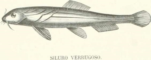 Zoolog&iacute;a. Peces. Los Tres Reinos de la Naturaleza. Tomo 5. L&aacute;mina LV. 1