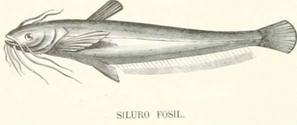Zoolog&iacute;a. Peces. Los Tres Reinos de la Naturaleza. Tomo 5. L&aacute;mina LV. 2
