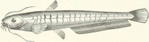 Zoolog&iacute;a. Peces. Los Tres Reinos de la Naturaleza. Tomo 5. L&aacute;mina LV. 3 Siluro glanis