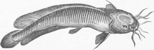 Zoolog&iacute;a. Peces. Los Tres Reinos de la Naturaleza. Tomo 5. L&aacute;mina LVII. 1