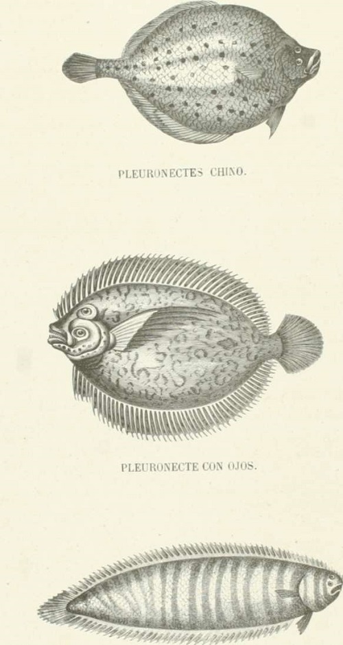 Zoolog&iacute;a. Peces. Los Tres Reinos de la Naturaleza. Tomo 5. L&aacute;mina LVIII.