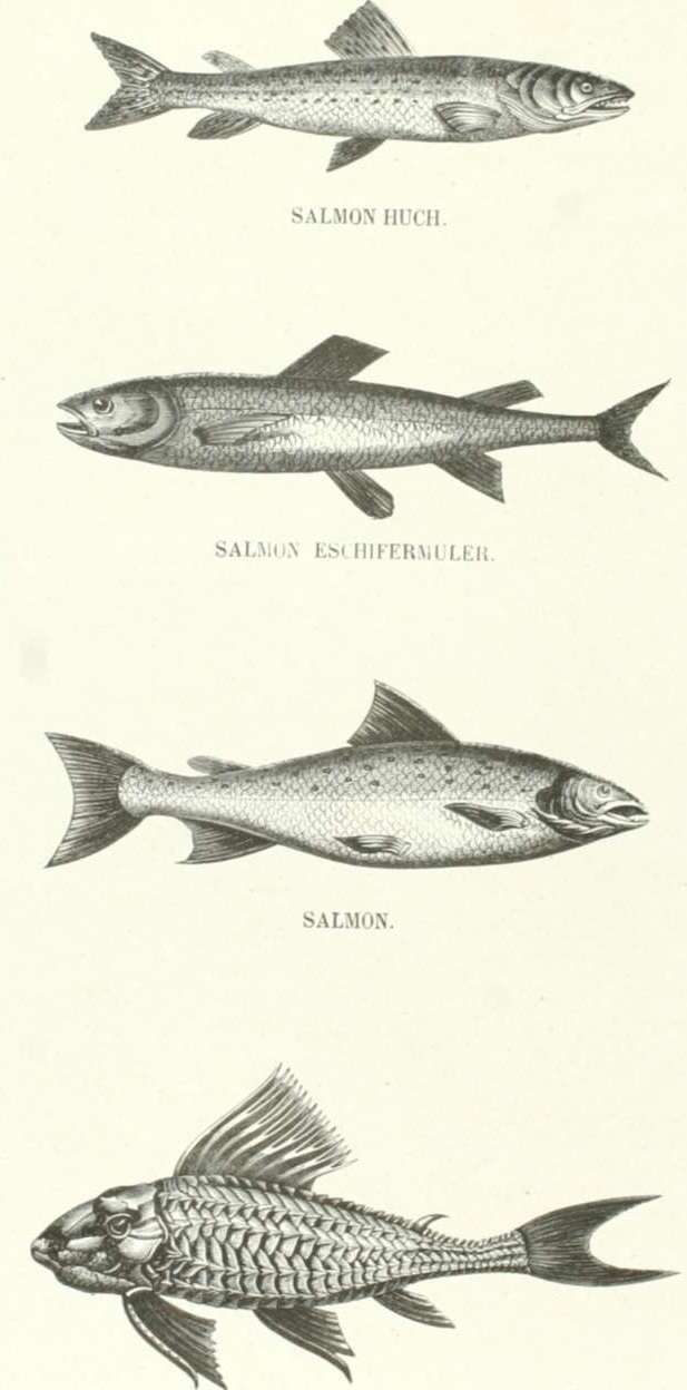 Zoolog&iacute;a. Peces. Los Tres Reinos de la Naturaleza. Tomo 5. L&aacute;mina LXI.