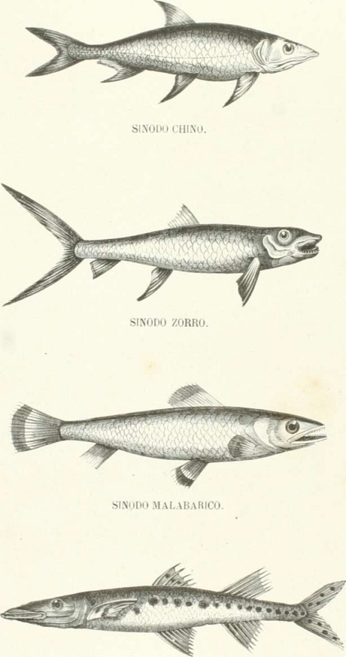 Zoología. Peces. Los Tres Reinos de la Naturaleza. Tomo 5. Lámina LXV.