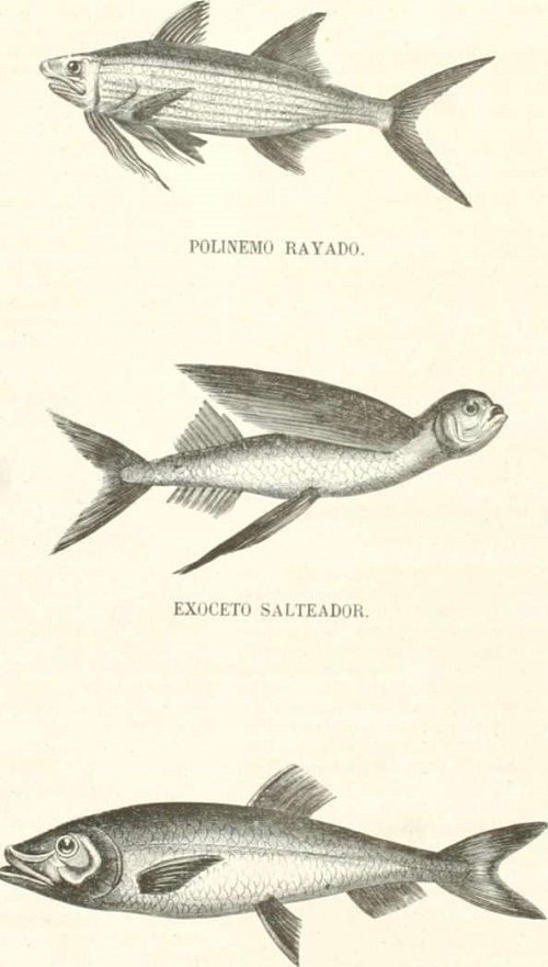 Zoología. Peces. Los Tres Reinos de la Naturaleza. Tomo 5. Lámina LXX.