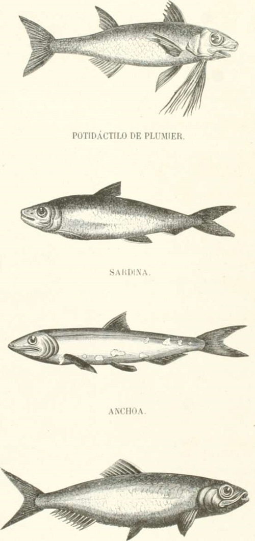 Zoología. Peces. Los Tres Reinos de la Naturaleza. Tomo 5. Lámina LXXI. Alosa