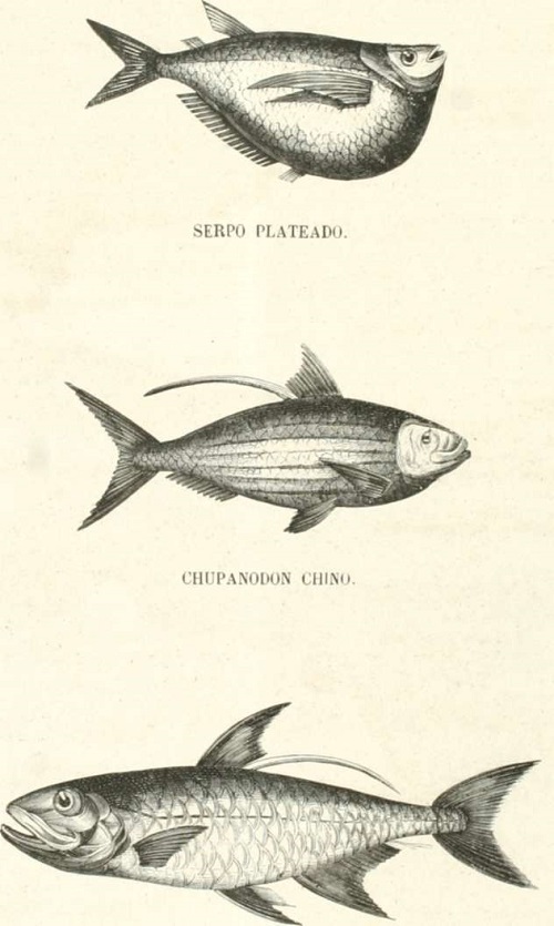 Zoología. Peces. Los Tres Reinos de la Naturaleza. Tomo 5. Lámina LXIII. Apalique.