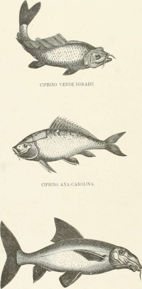 Zoología. Peces. Los Tres Reinos de la Naturaleza. Tomo 5. Lámina LXXV. Ciprino barbio.