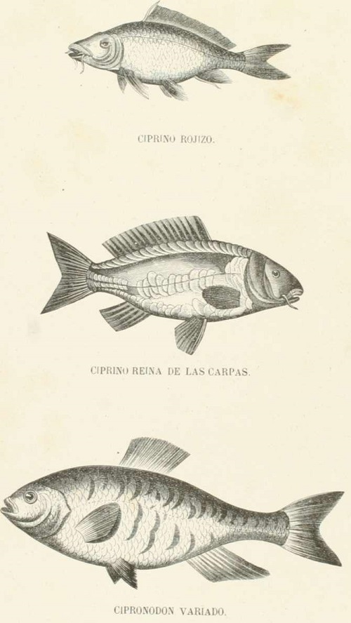 Zoología. Peces. Los Tres Reinos de la Naturaleza. Tomo 5. Lámina LIV. Ciprino mordere.