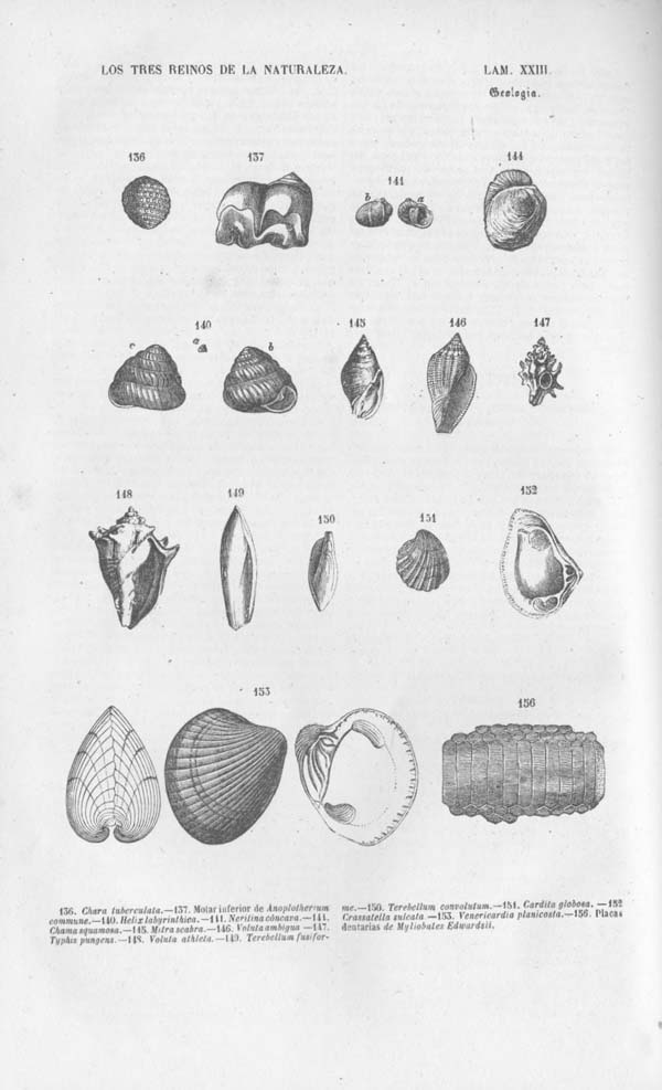 L&aacute;mina XXIII. Tomo noveno. Los Tres Reinos de la Naturaleza. Museo Pintoresco. Mineralog&iacute;a.