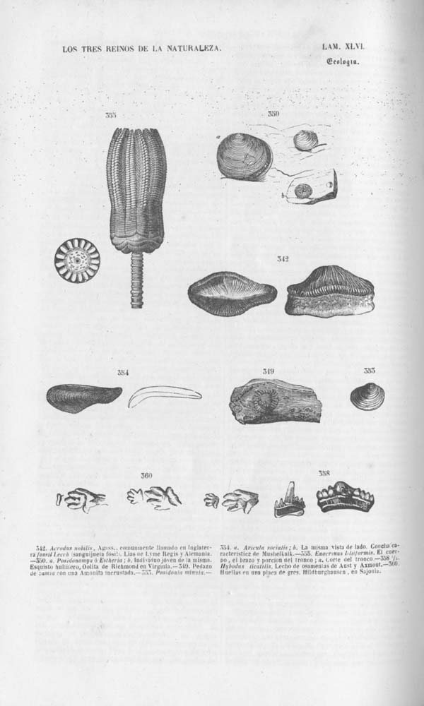 Página 445. Tomo noveno. Los Tres Reinos de la Naturaleza. Museo Pintoresco. Mineralogía.