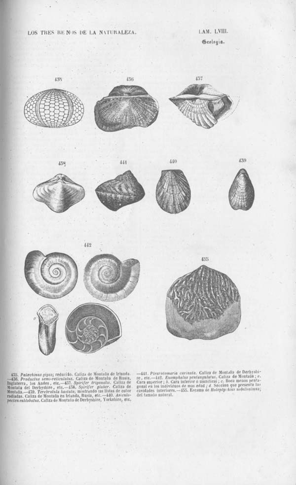 Página 482. Tomo noveno. Los Tres Reinos de la Naturaleza. Museo Pintoresco. Mineralog&iacute;a.