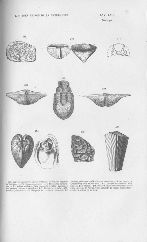 Página 491. Tomo noveno. Los Tres Reinos de la Naturaleza. Museo Pintoresco. Mineralog&iacute;a.