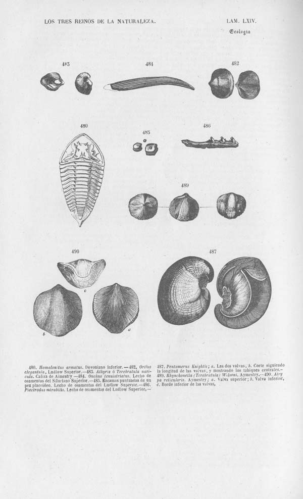 Página 492. Tomo noveno. Los Tres Reinos de la Naturaleza. Museo Pintoresco. Mineralog&iacute;a.