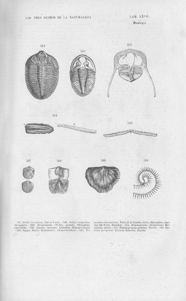 Página 501. Tomo noveno. Los Tres Reinos de la Naturaleza. Museo Pintoresco. Mineralog&iacute;a.