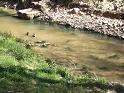 Patos en el río Huerva de Zaragoza 2008 4