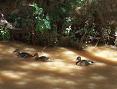 Patos en el río Huerva de Zaragoza 2008 7