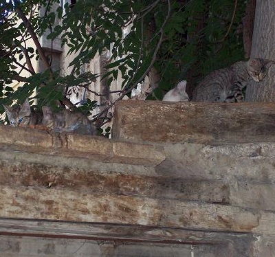 Un rincón perdido de la ciudad de Zaragoza. 2
